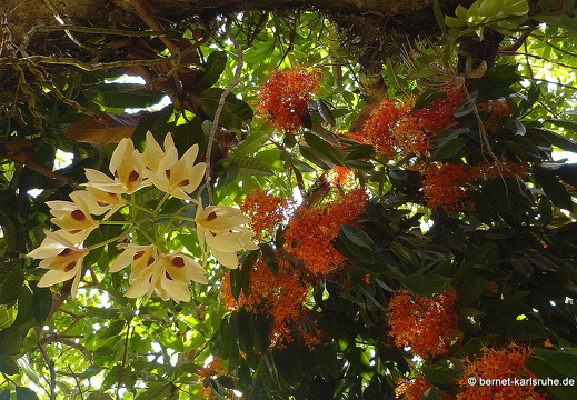 15-02-27-luangprabang-215