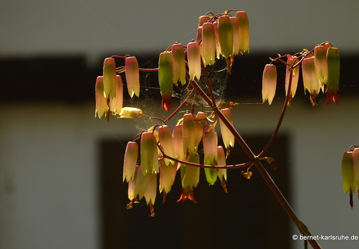 15-02-27-luangprabang-263