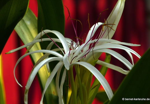 15-03-01-luangprabang-029