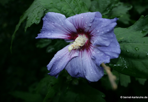 08-07-20-ratingen 240