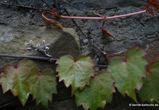 08-07-20-ratingen 228