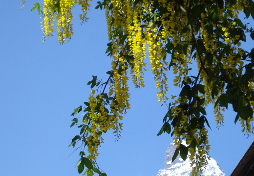 08-06-20-schweiz-glacier-express- (9)
