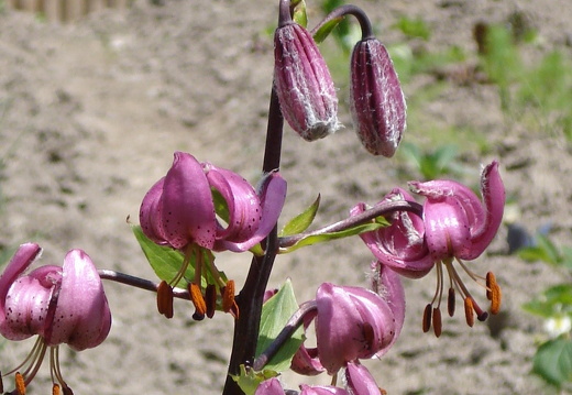 08-06-20-schweiz-glacier-express- (10)