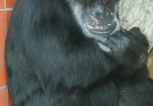 08-06-23-zoo 067