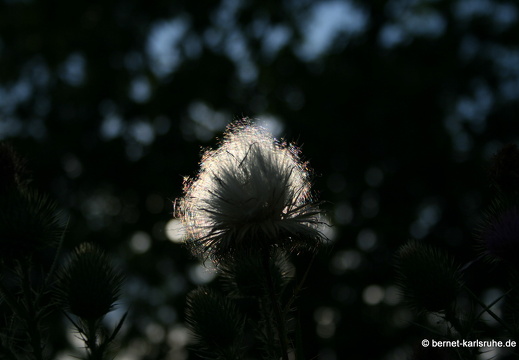 08-07-26-alter-flughafen 159