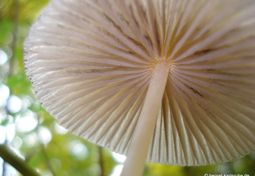 08-10-10-herbstimpressionen-pilze 111