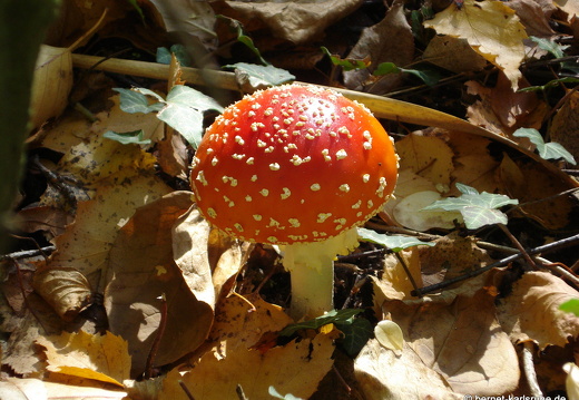 08-10-18-herbstimpressionen-pilze-musikerviertel 058