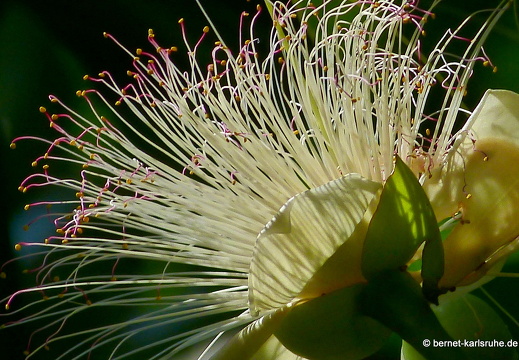 14-01-14-waikkala- (88)