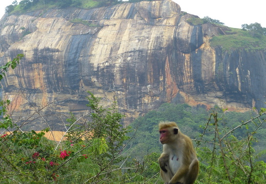 14-01-16-sigiriya-071