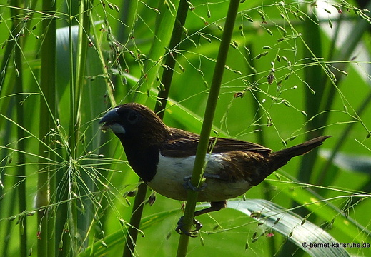 14-01-17-sigiriya-014