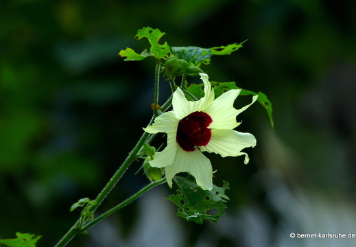 14-01-17-sigiriya-037