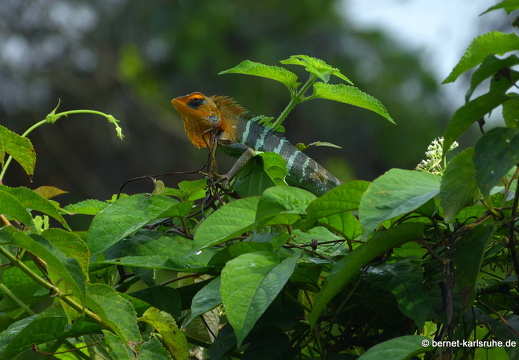 14-01-17-sigiriya-048
