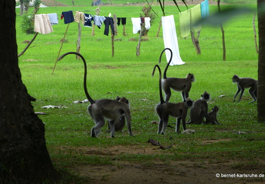 14-01-17-sigiriya-117
