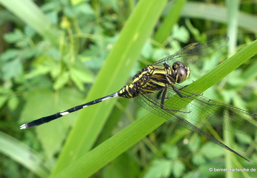 14-01-17-sigiriya-159