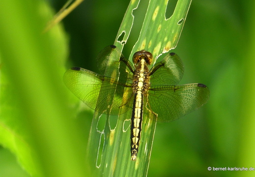 14-01-17-sigiriya-167