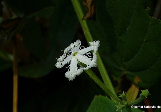 14-01-17-sigiriya-175