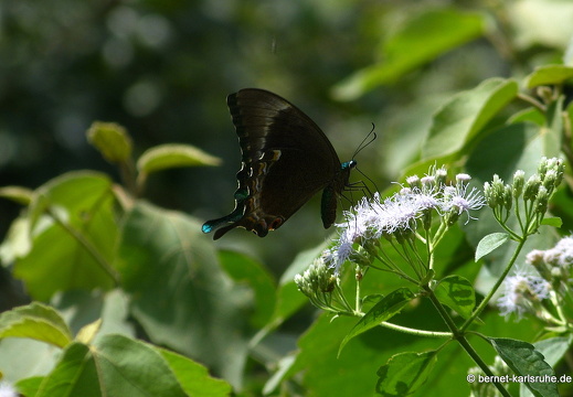 14-01-18-fahrt-ritigala-nach sigiriya-180