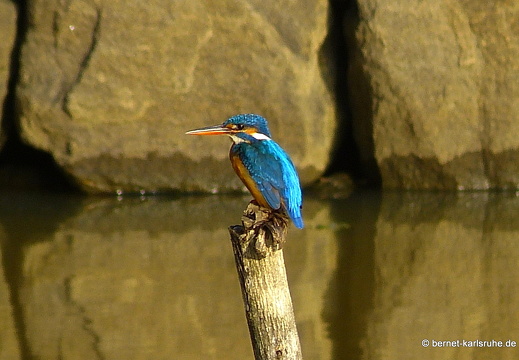 14-01-18-sigiriya-eisvogel-329