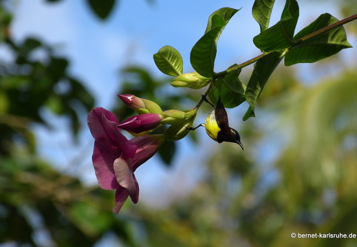 14-01-19-sigiriya-013