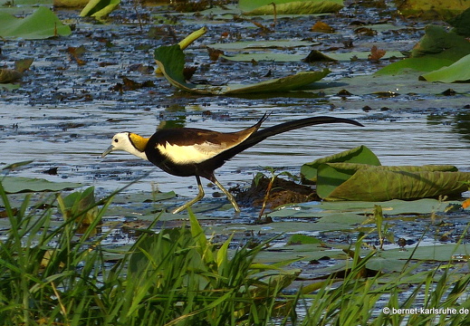 14-01-19-sigiriya-141