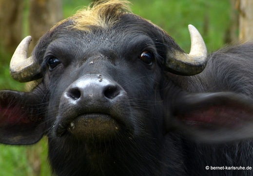 14-01-20-sigiriya-kibissa-see-064