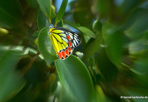 14-01-20-sigiriya-village lake-079