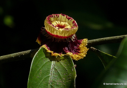 14-01-23-peradeniya-047