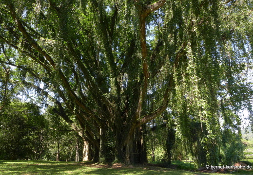 14-01-23-peradeniya-105