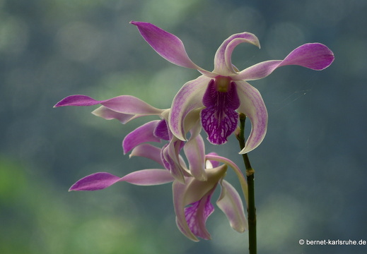 14-01-23-peradeniya-220