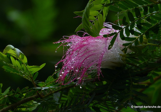 14-01-29-mahiyangana-008
