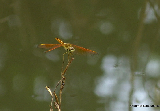14-01-29-mahiyangana-libelle-036