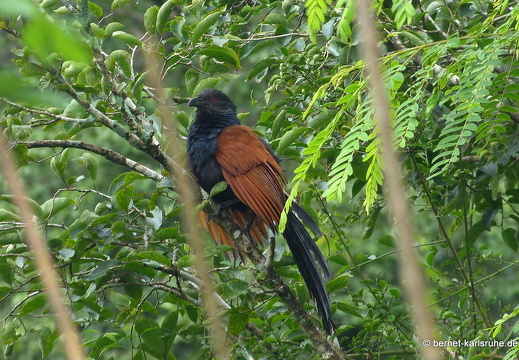 14-01-31-mahiyangana-am sorabora-see-057