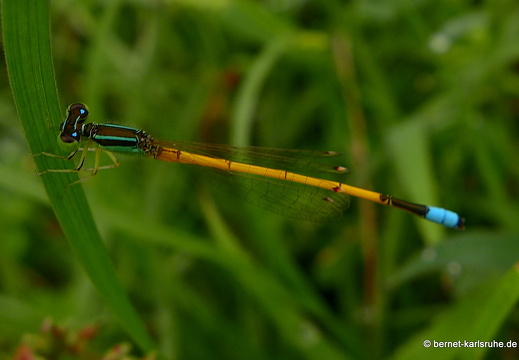 14-01-31-mahiyangana-am sorabora-see-238