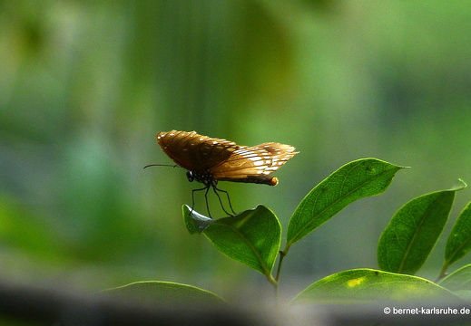 14-02-01-mahiyangana-002