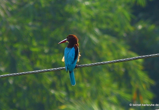 14-02-02-mahiyangana-eisvogel-201