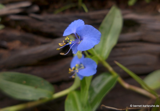 14-02-02-mahiyangana-sorabora-see-129