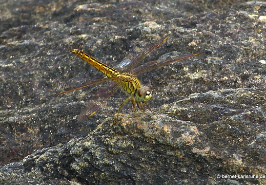 14-02-02-mahiyangana-sorabora-see-171