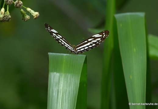 14-02-03-mahiyangana-092