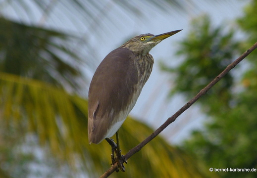 14-02-03-mahiyangana-thenest-010