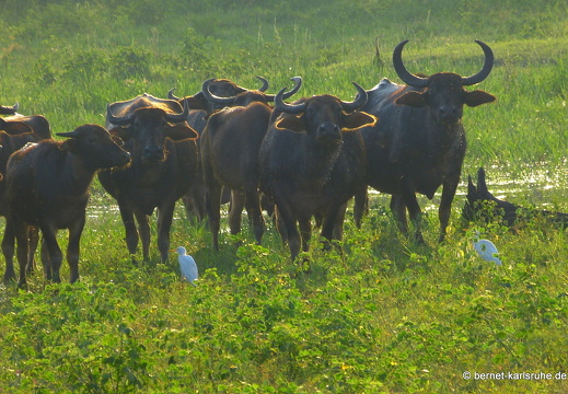 14-02-03-wasgamuwa-bueffelherde-097
