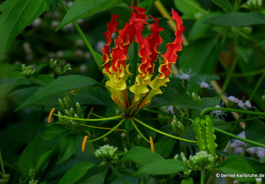 14-02-04-mahiyangana-017
