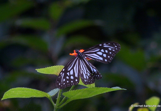14-02-05-mahiyangana-sorabora-see-094