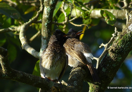 14-02-06-mahiyangana-am fluss-079