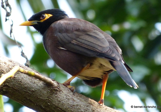14-02-08-mahiyangana-024