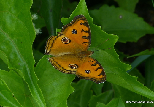 14-02-08-mahiyangana-153