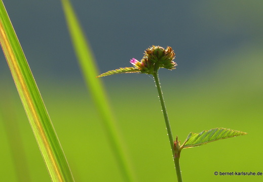 14-02-08-mahiyangana-177