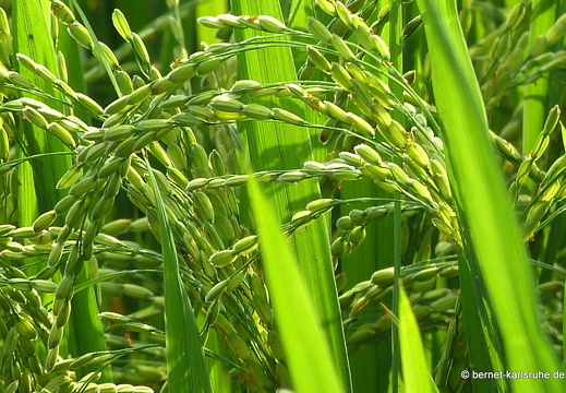 14-02-08-mahiyangana-reis-180