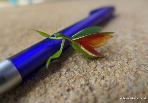 14-02-13-haputale-gottesanbeterin-121