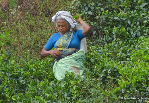 14-02-13-haputale-teepflueckerin-170