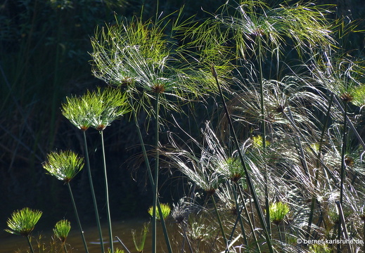 14-02-14-haputale-am lake richmond-048